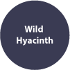 Wild-Hyacinth.png